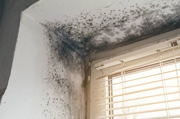 Affordable Mold Remediation solutions in Worthington Hills, KY